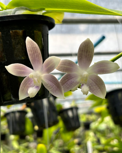 Phal. Tetriana f.livid x sib