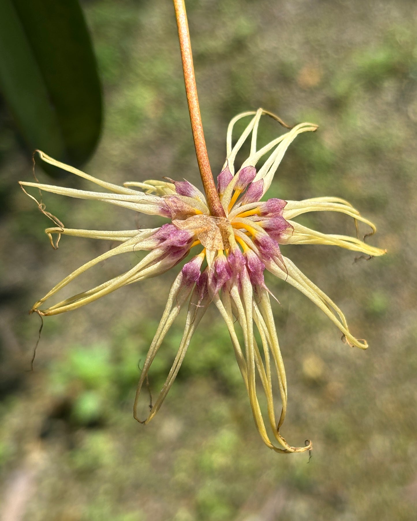 Bulbophyllum Thai Spider