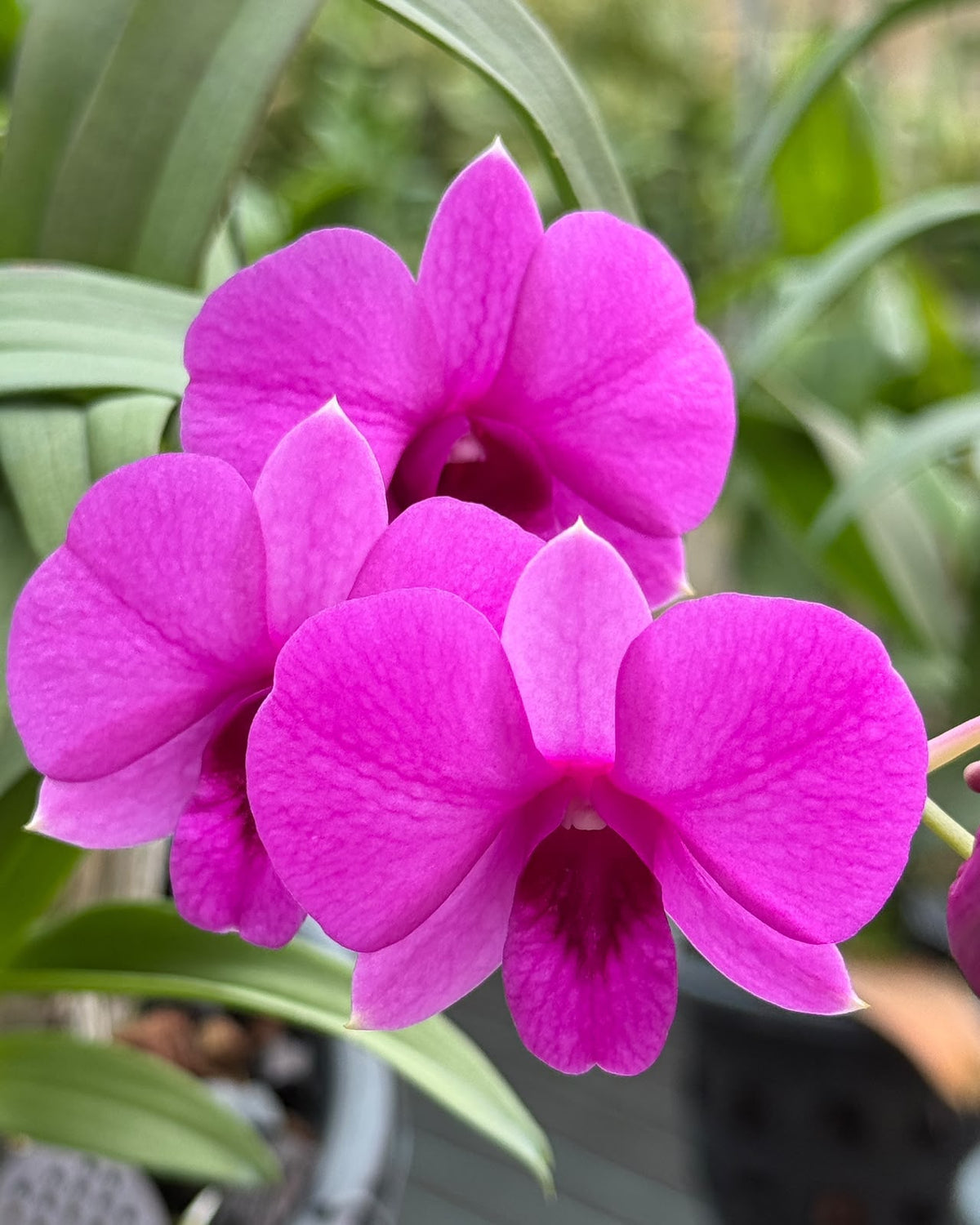 Dendrobium JK 18 Pink Mini 653 (5 inch potted)