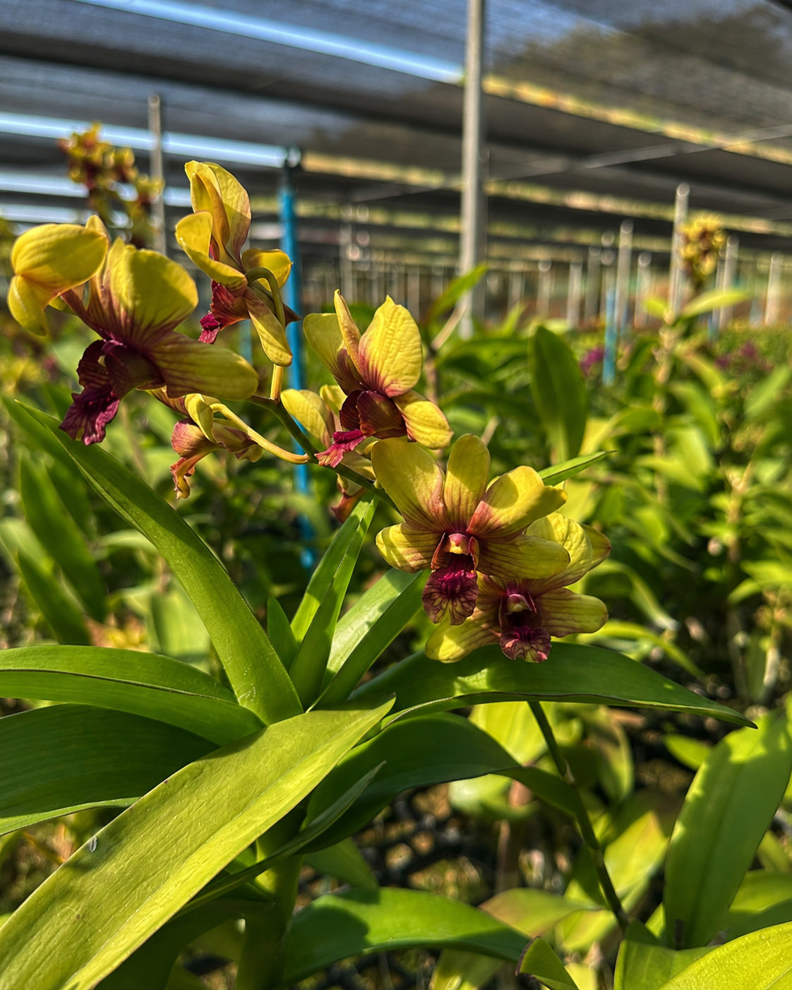 Dendrobium JK 25 Yellow Red Line