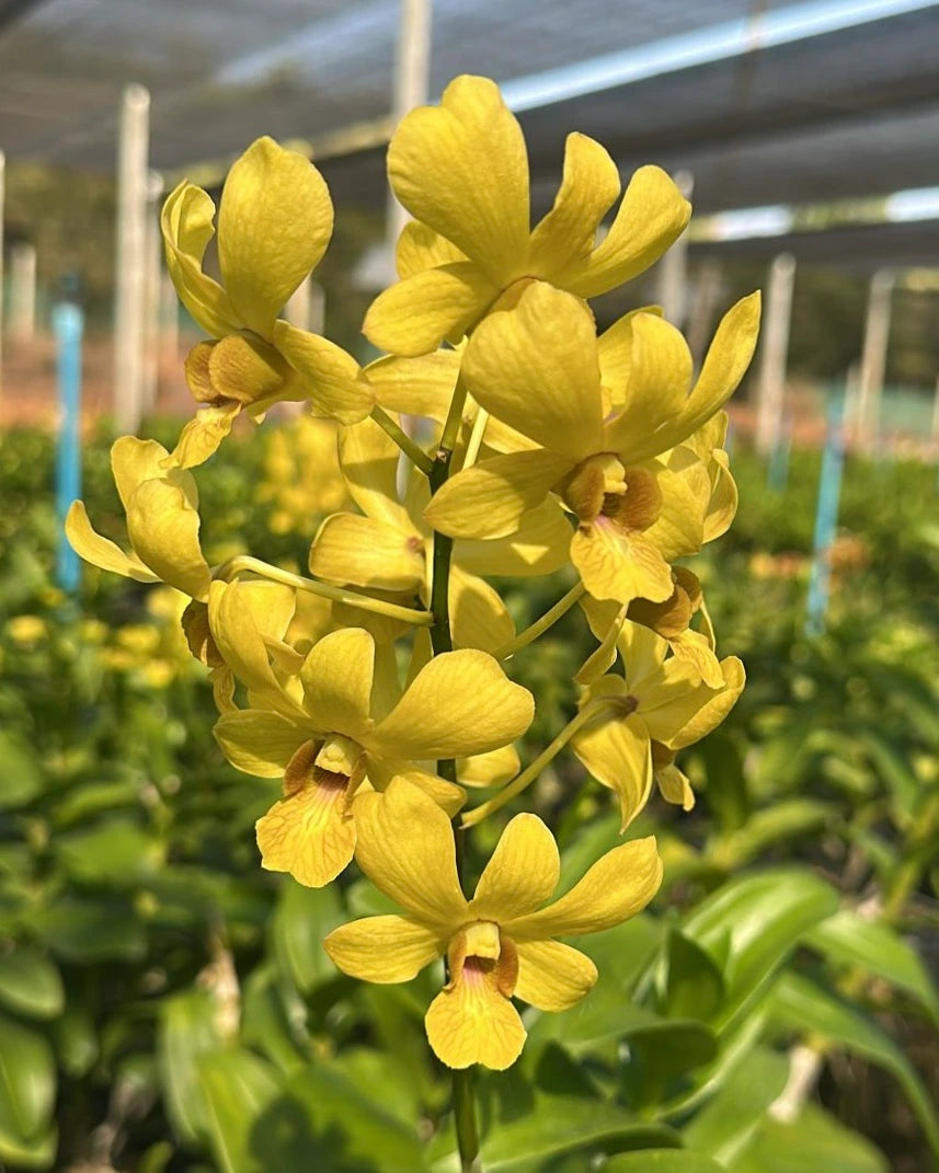 Dendrobium JK5 Yellow