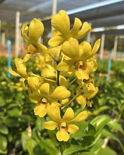 Dendrobium JK5 Yellow