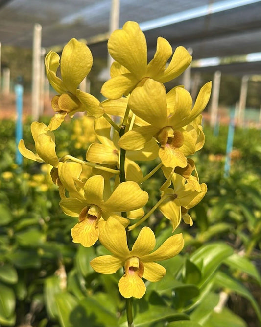 Dendrobium JK5 Yellow