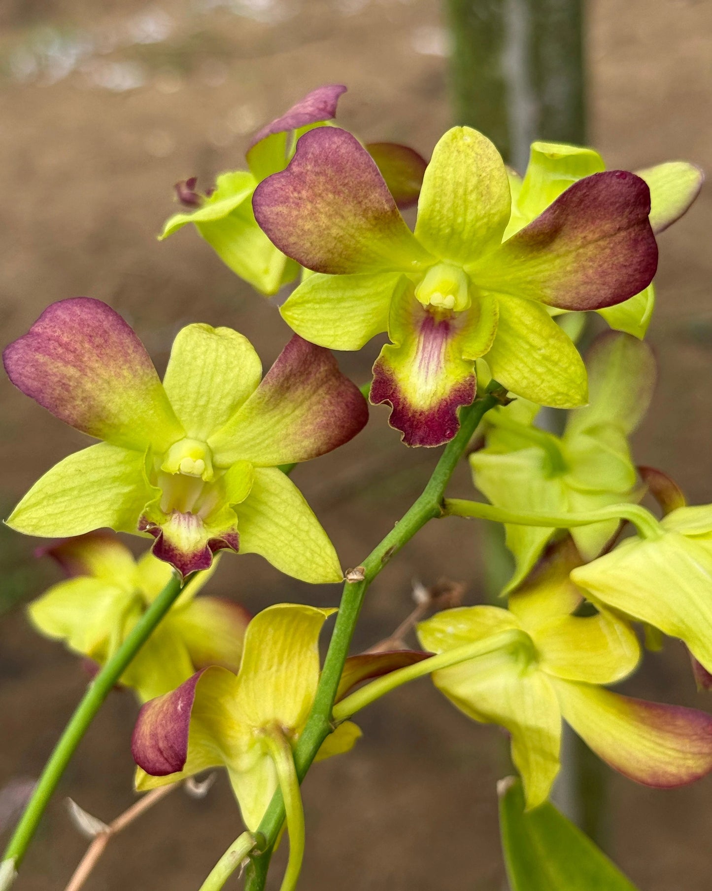 Dendrobium JK6 Gift By God