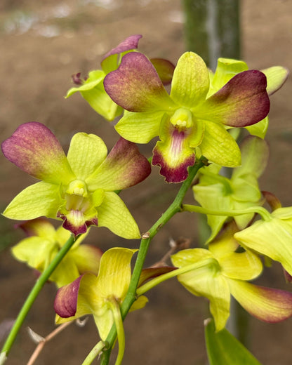 Dendrobium JK6 Gift By God