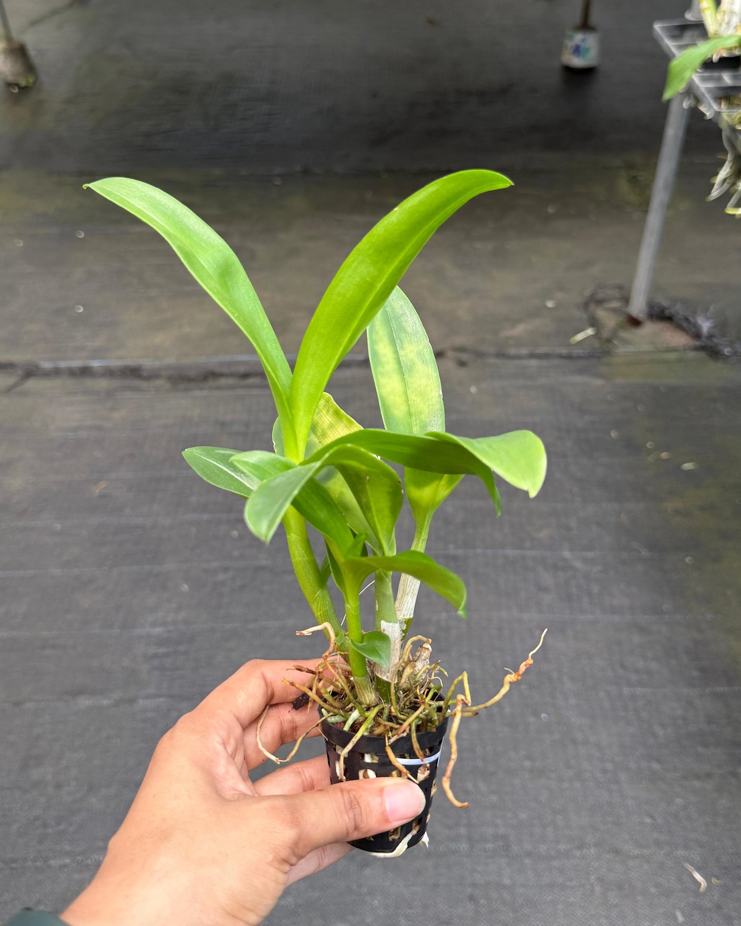Dendrobium JK 50