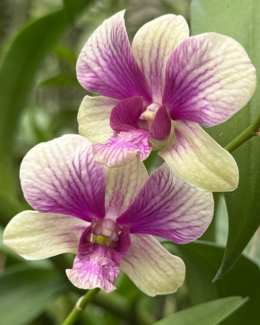 Dendrobium JK52 Two Tone