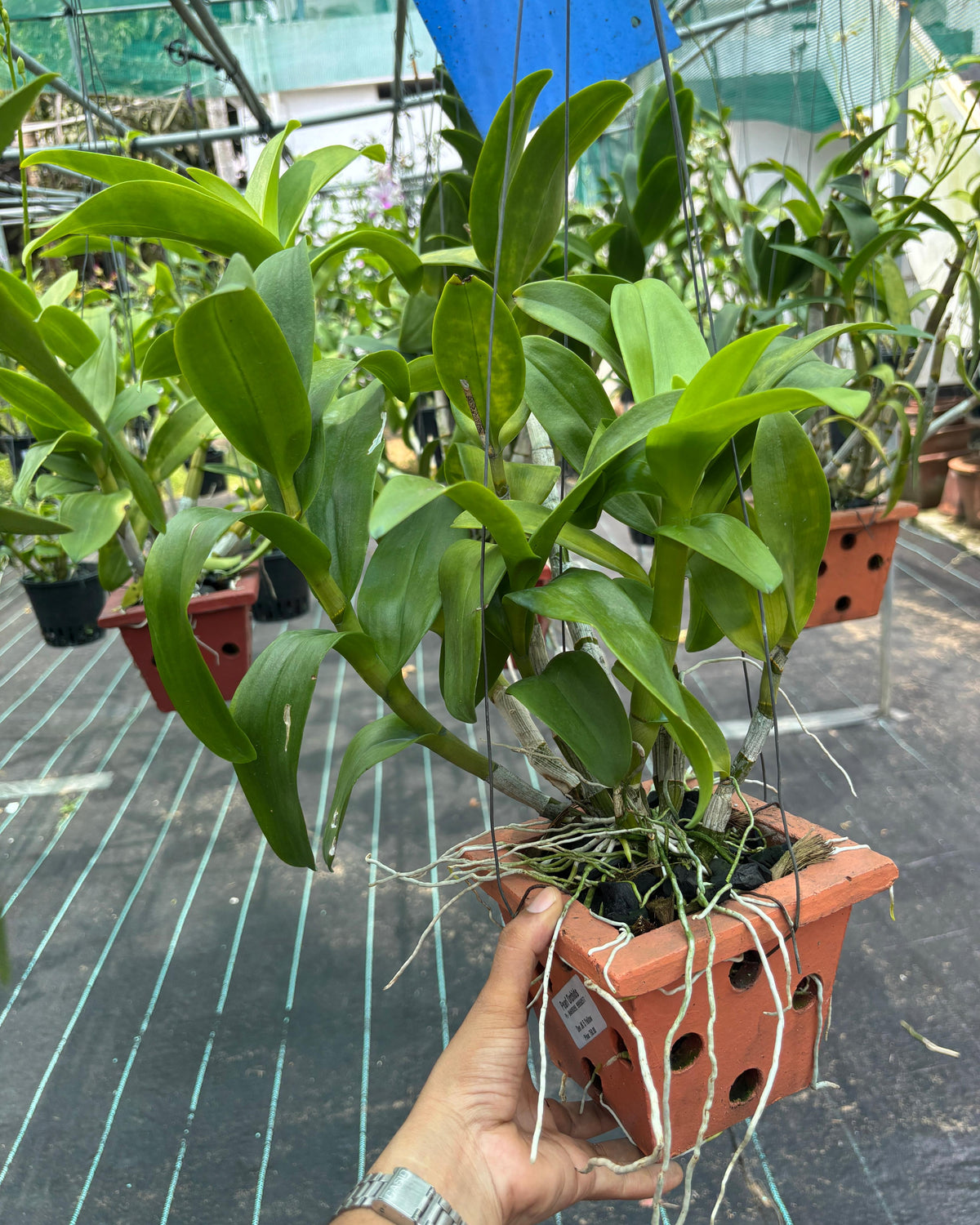 Dendrobium JK 5 Yellow (5 inch Potted) orchid