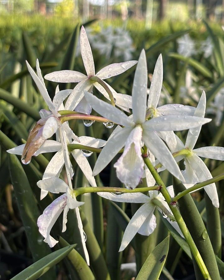 Cattleya Jairak Snow