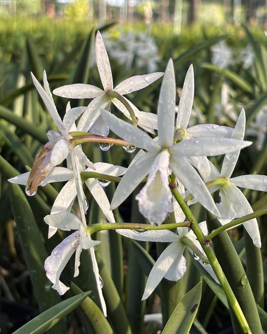Cattleya Jairak Snow