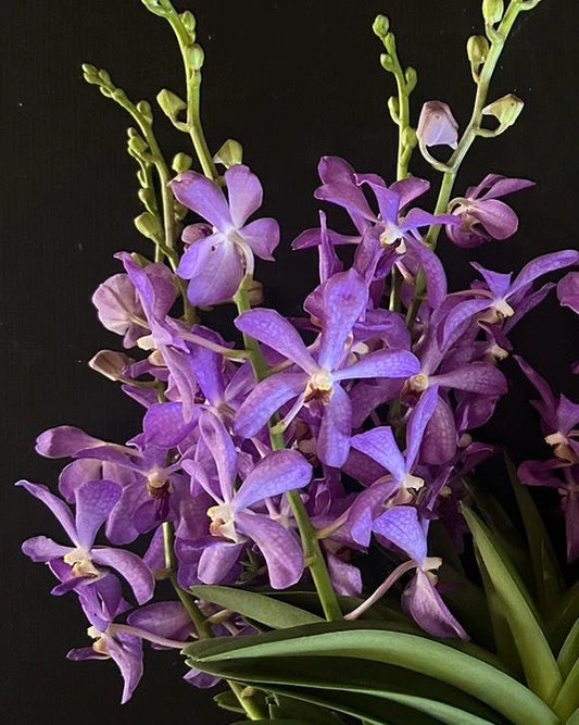 Mokara Jairak Blue
