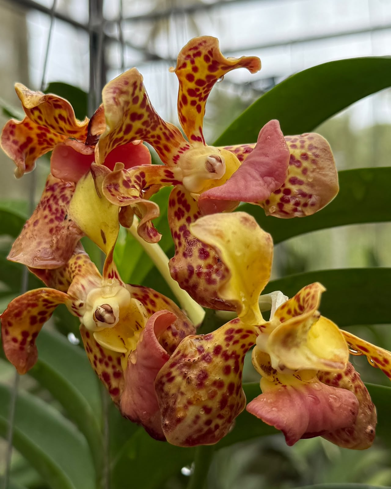Papilionanda Jairak Fragrance