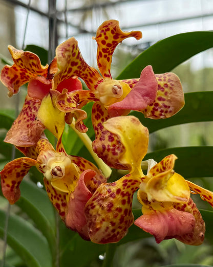 Papilionanda Jairak Fragrance