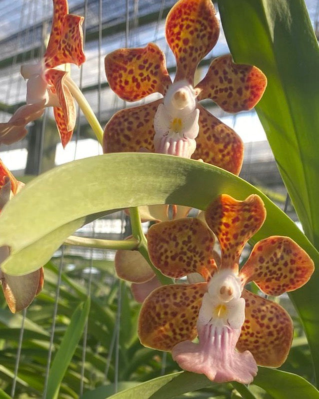 Papilionanda Jairak Fragrance