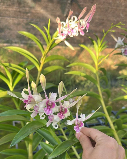 Dendrobium JK10 Cesar Chaid