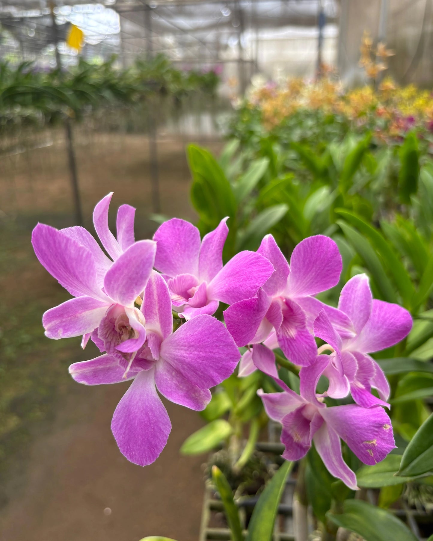 Dendrobium Jk 23 Pink