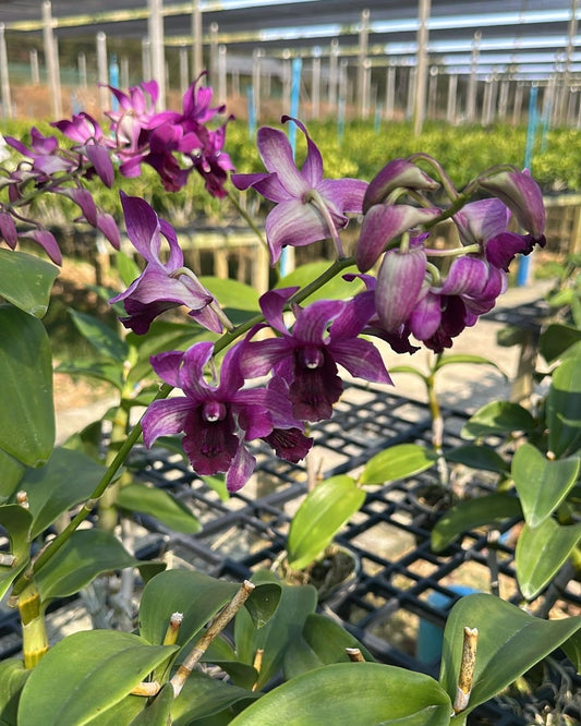 Dendrobium JK38 Botim