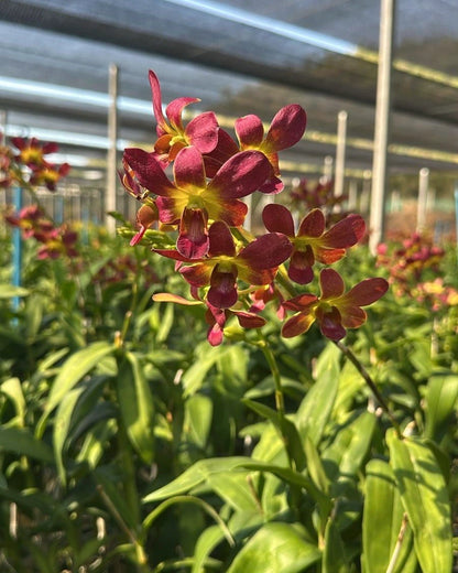 Dendrobium JK 3K 62