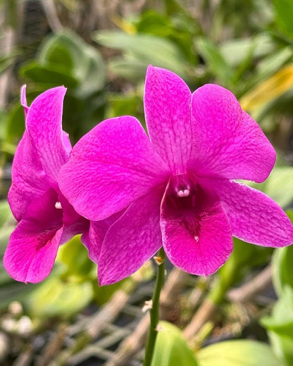 Dendrobium JK 47 Pink