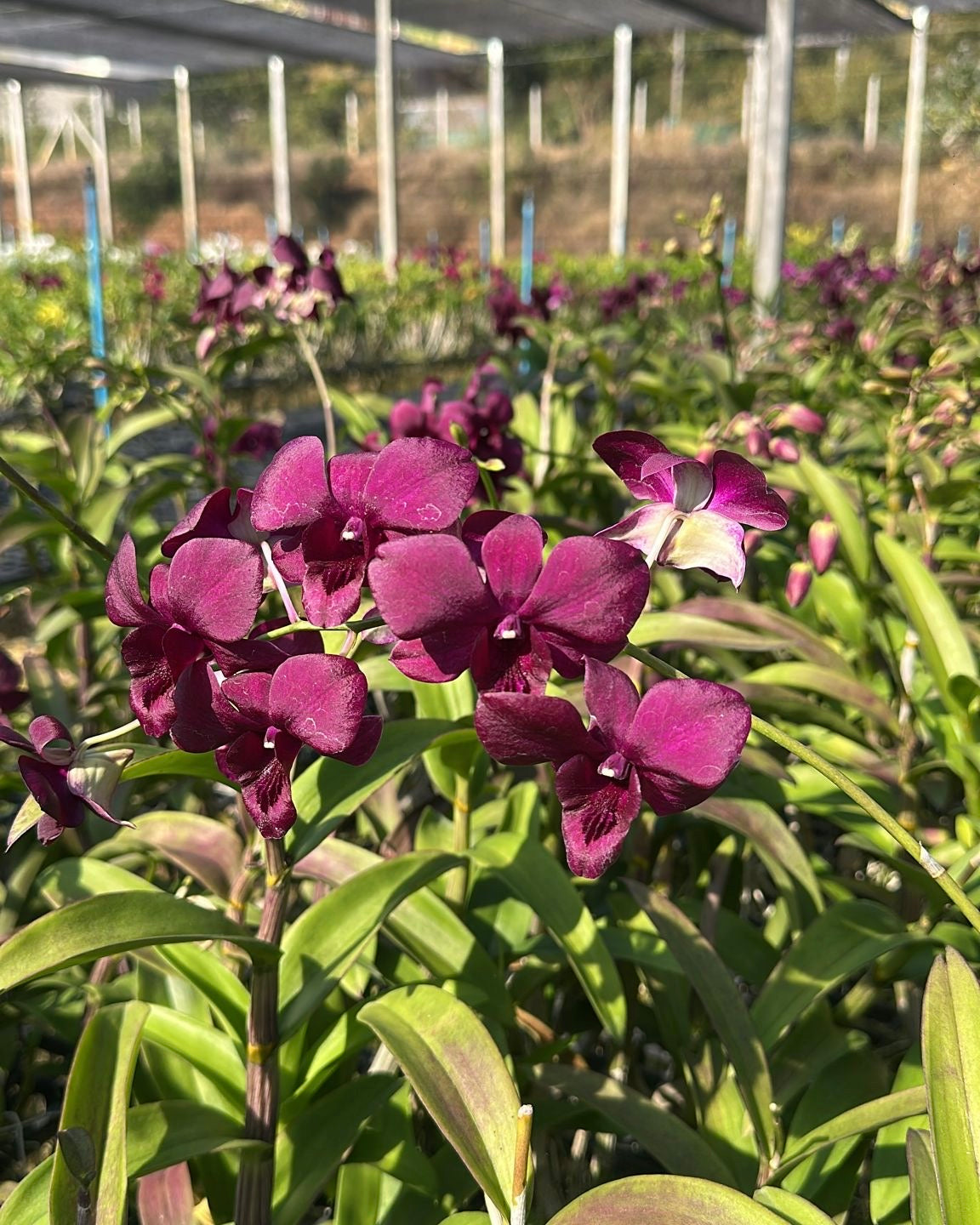 Dendrobium JK11 Red Black