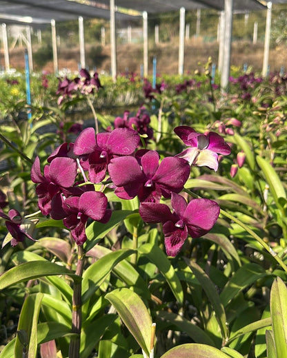 Dendrobium JK11 Red Black