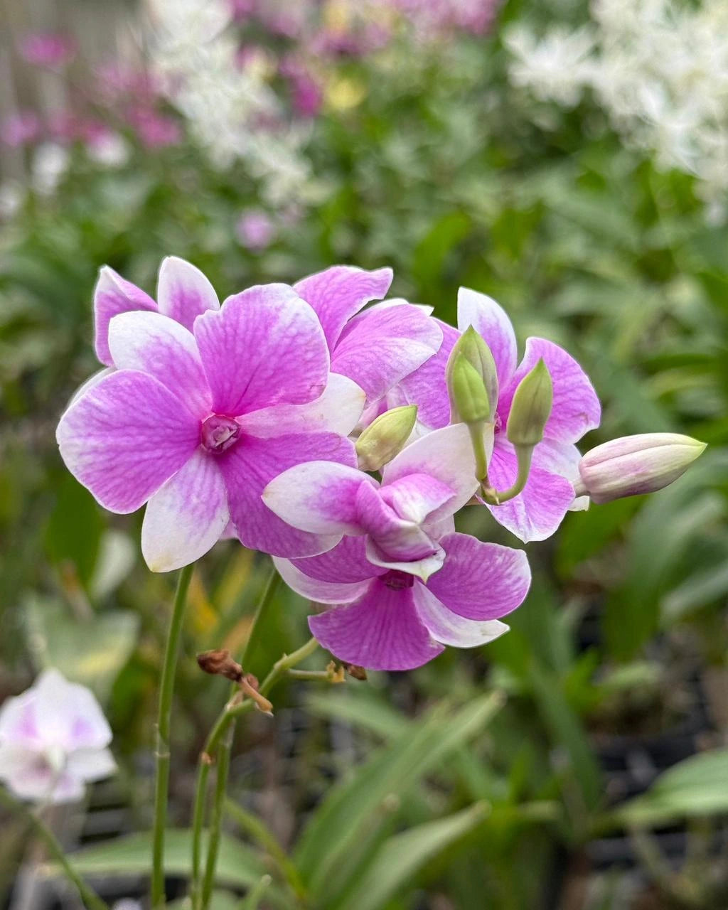 Dendrobium JK Mini 3 Lip