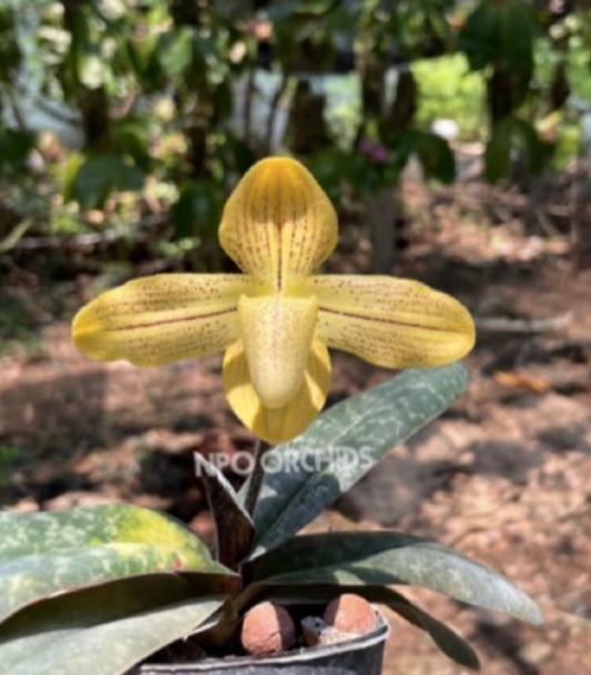 Paphiopedilum josianae