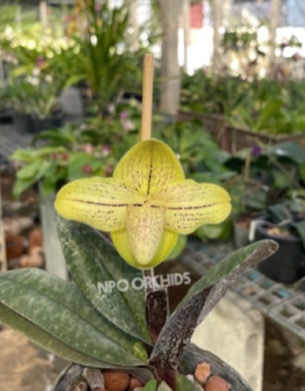 Paphiopedilum josianae