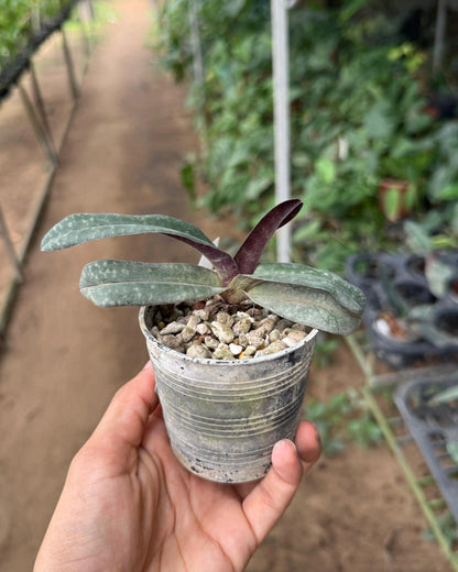 Paphiopedilum josianae