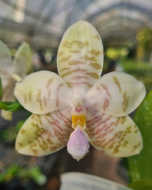 Phal. Joy Spring Canary x (Amboinensis x Hieroglyphica)
