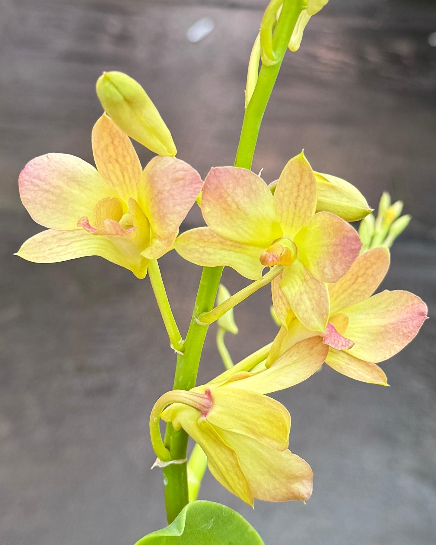 Dendrobium K 3513