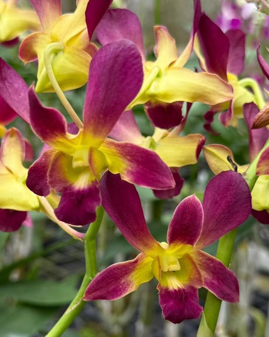 Dendrobium K 4160