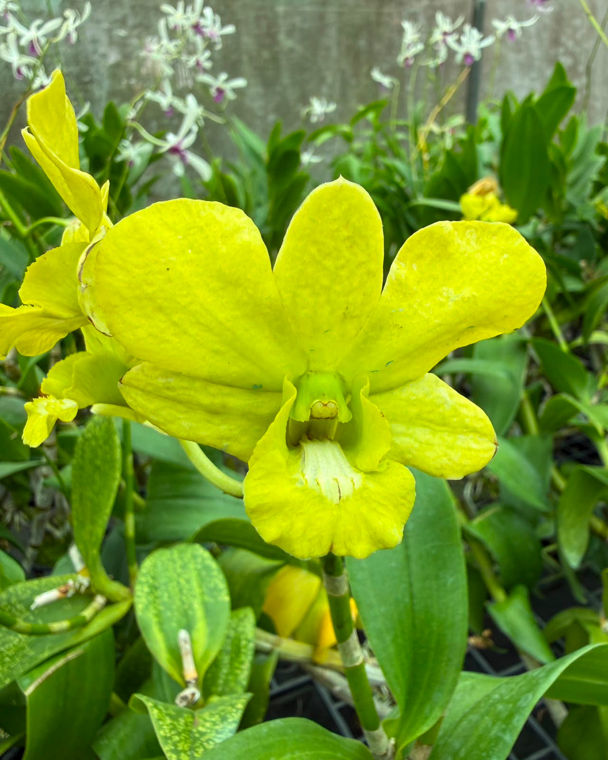 Dendrobium K 5911 orchid