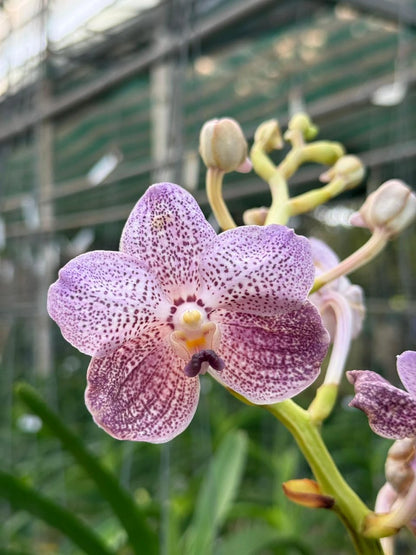 Vanda Kittipat Gold x Chulee