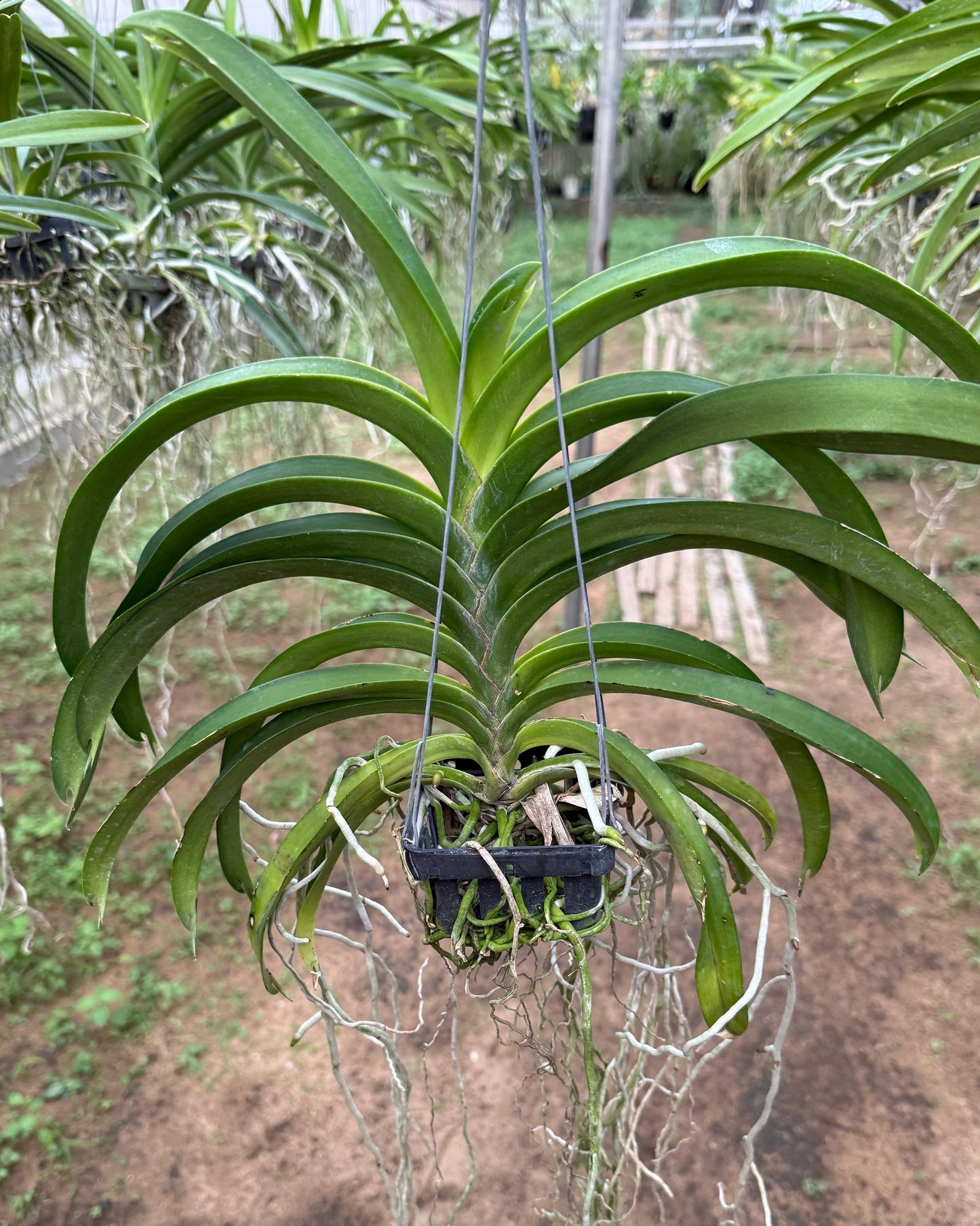 Vanda Kittipat Gold x Chulee