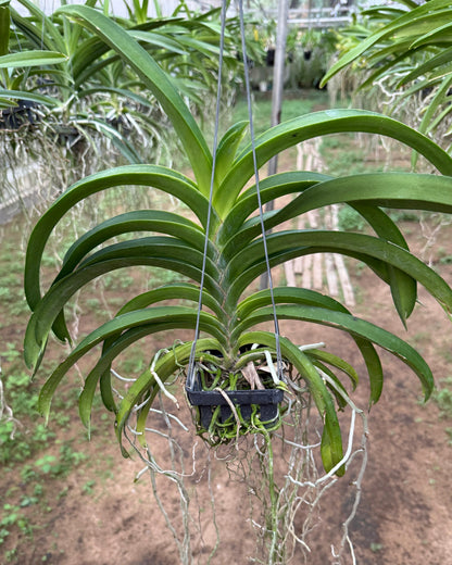 Vanda Kittipat Gold x Chulee