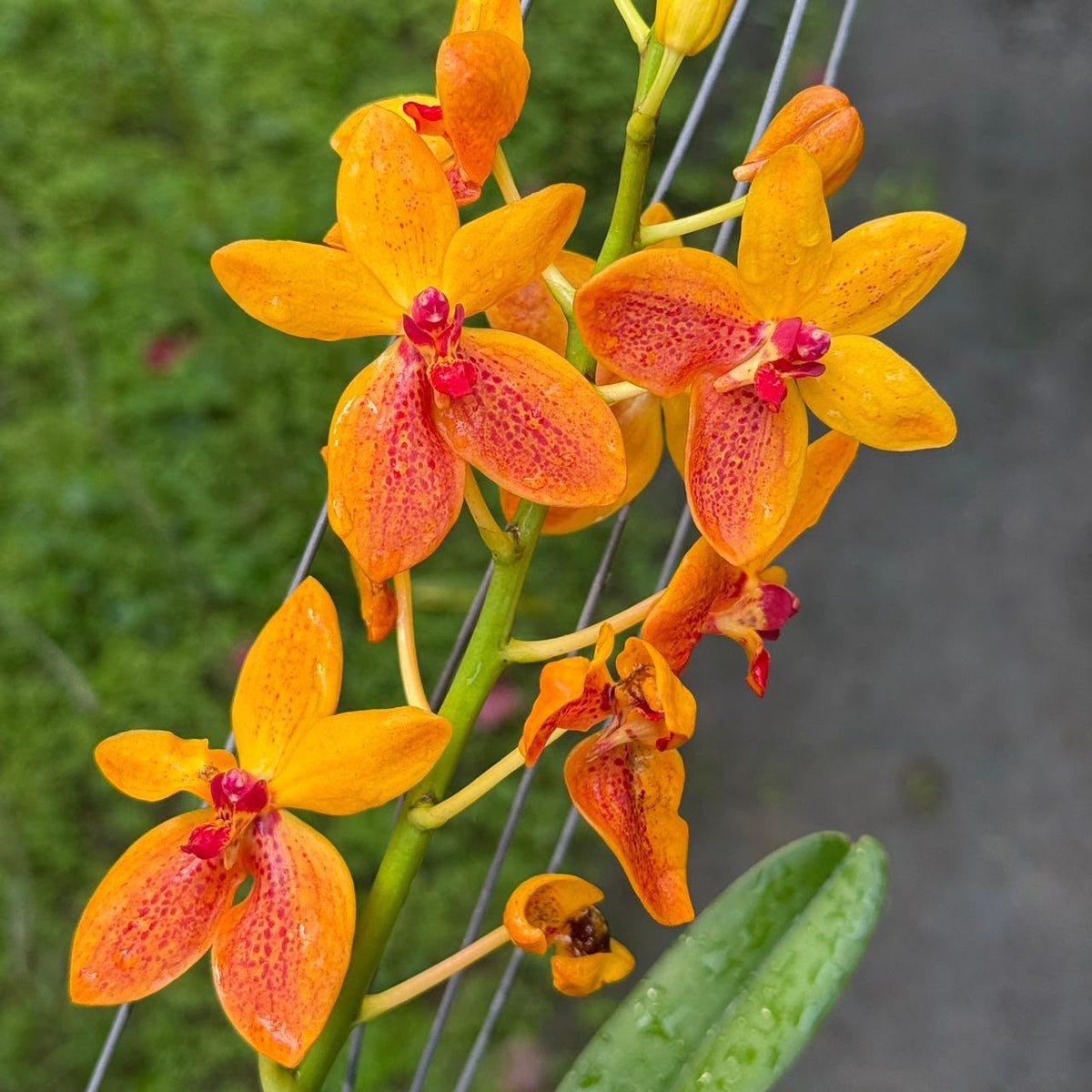 Mokara Kagwara Sandy Gold orchid