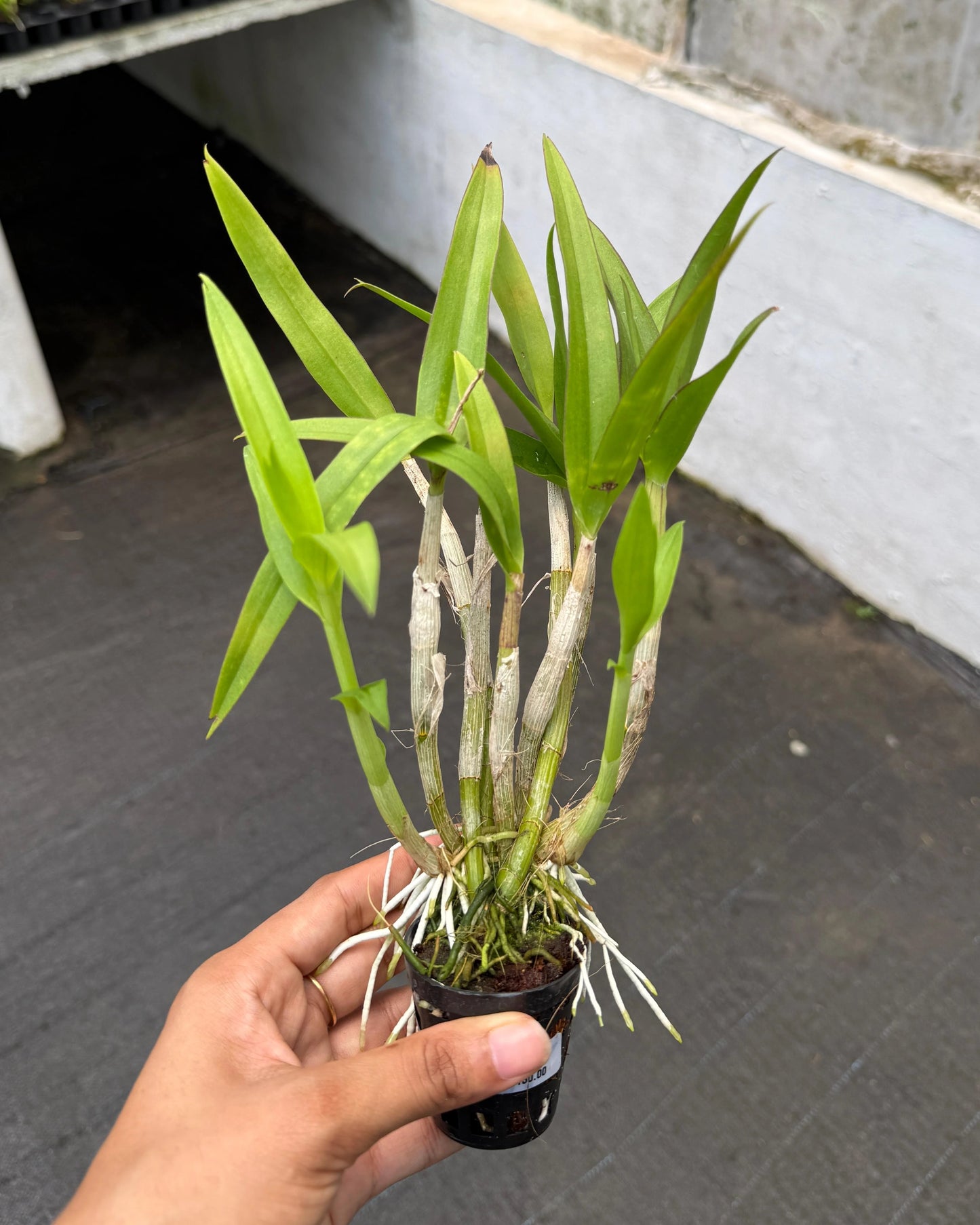 Dendrobium Kai Daow