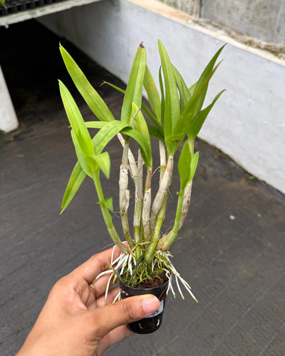Dendrobium Kai Daow
