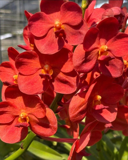 Vanda Kasem's Delight x Peggy foo