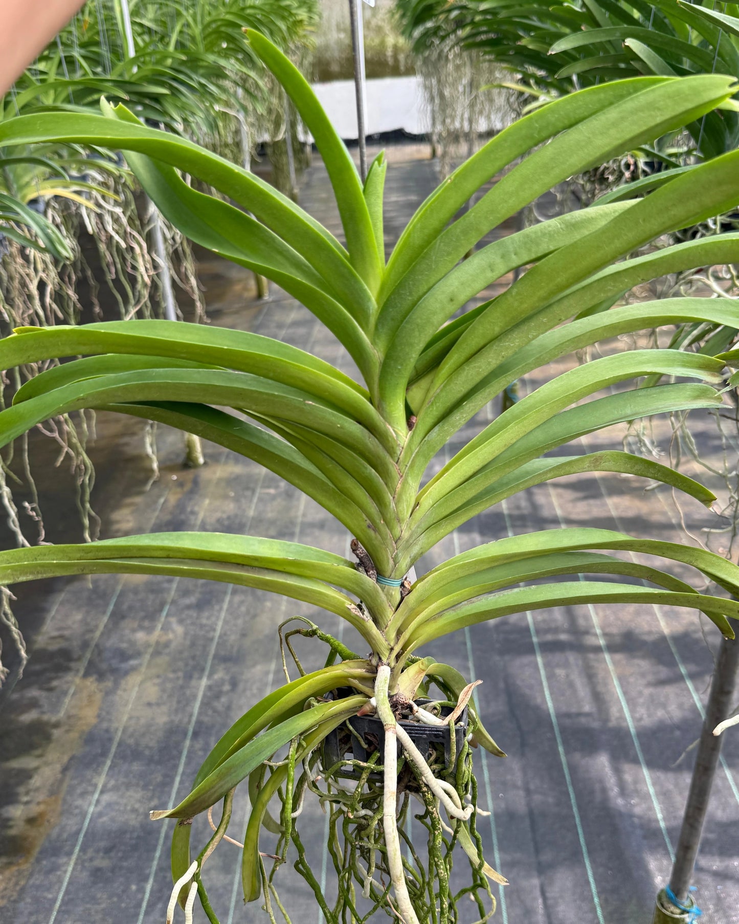 Vanda Kasem's Delight x Peggy foo
