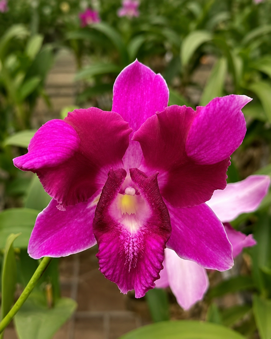Dendrobium King Dragon Red Lip