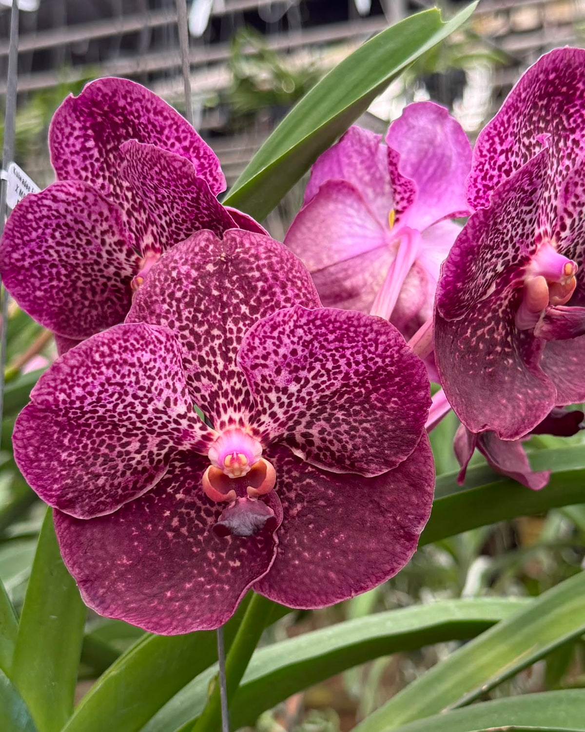 Vanda Kulwadee Fragrance x MB 106 Pink orchid – Pearl Orchids