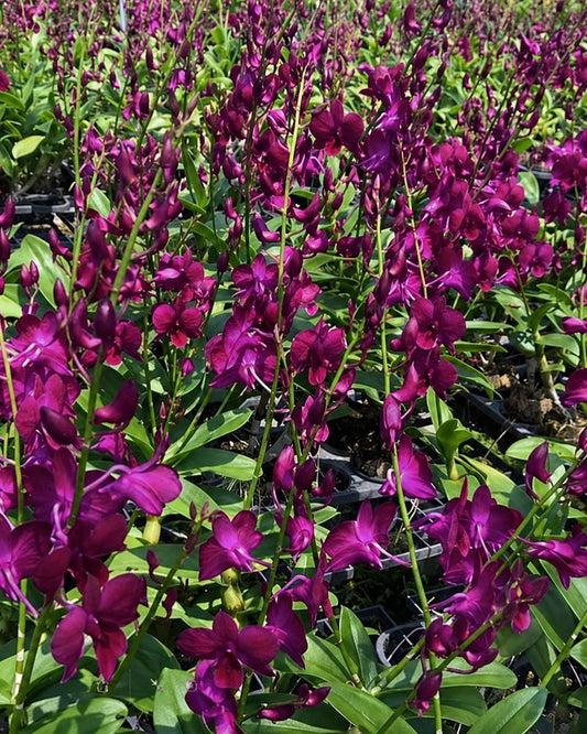 Dendrobium LD Red