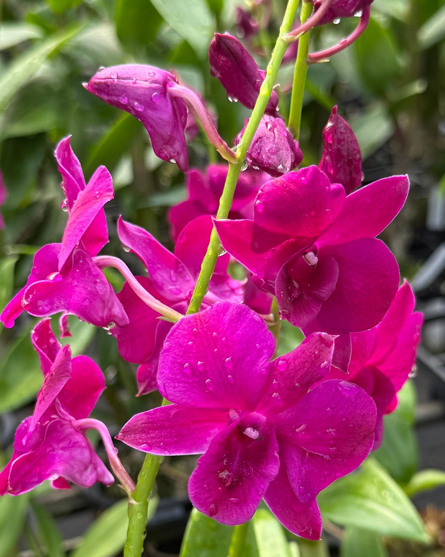 Dendrobium LD Red