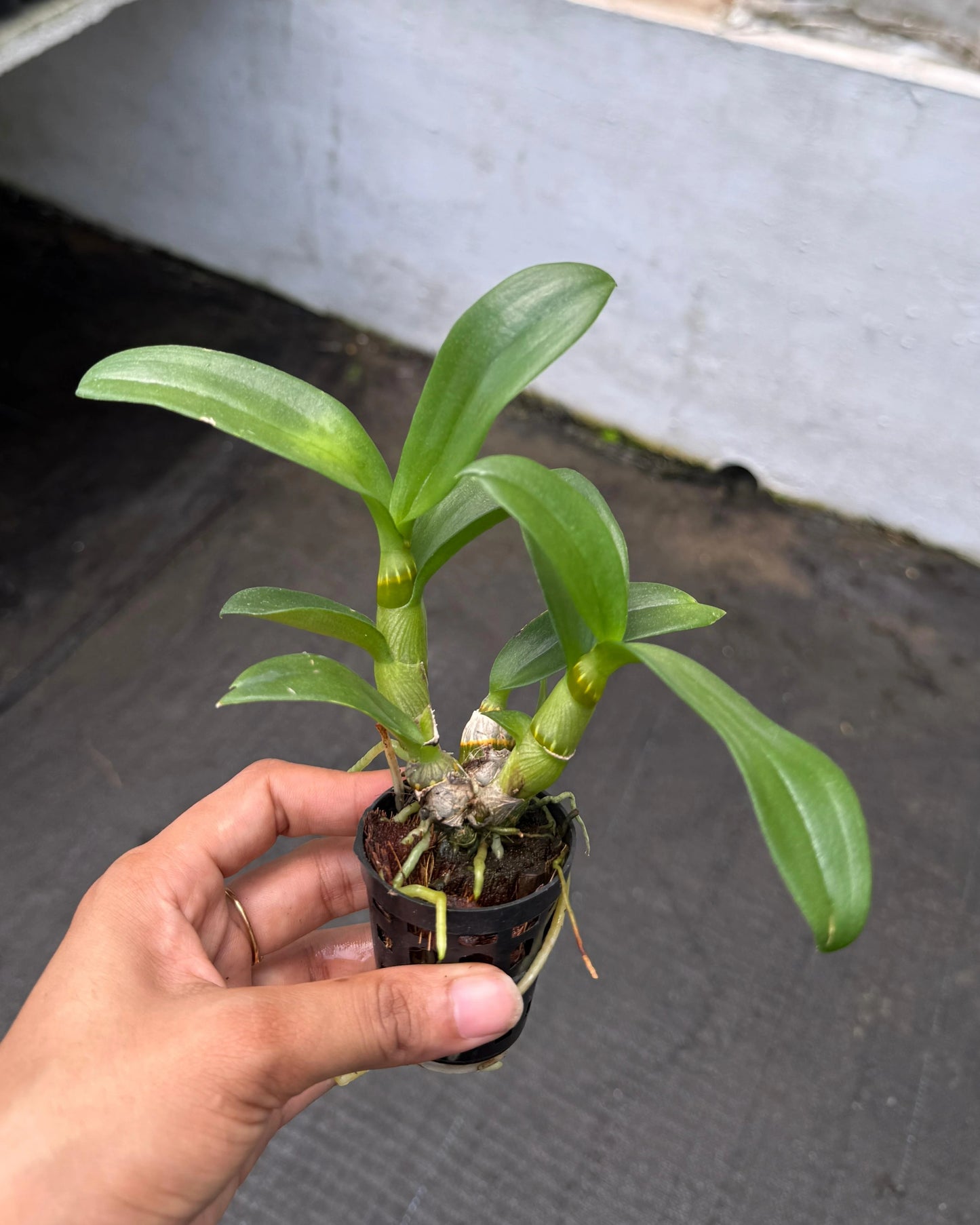 Dendrobium LD Red