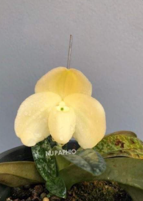 Paphiopedilum Leucochilum Alba