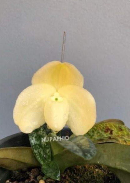 Paphiopedilum Leucochilum Alba