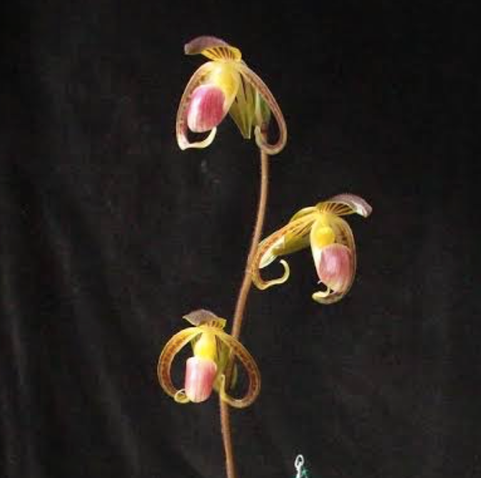 Paphiopedilum Liemianum x Gigantifolium