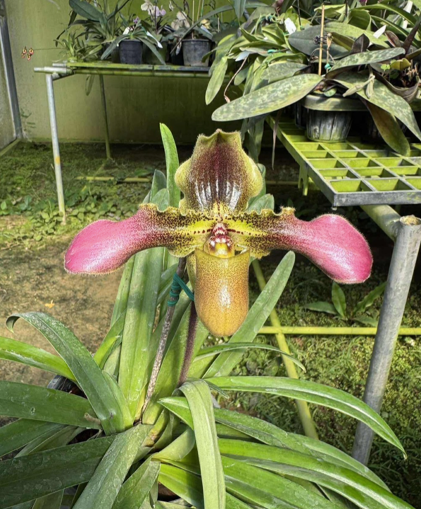 Paphiopedilum Liemianum x Gigantifolium